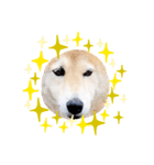愛犬ちゃっぷくん！！（個別スタンプ：2）