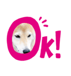 愛犬ちゃっぷくん！！（個別スタンプ：3）