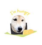 愛犬ちゃっぷくん！！（個別スタンプ：5）