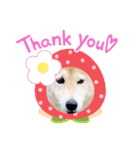 愛犬ちゃっぷくん！！（個別スタンプ：6）