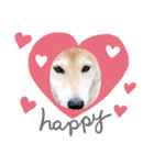 愛犬ちゃっぷくん！！（個別スタンプ：7）