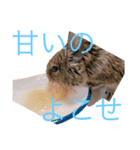 デグーの茶々ちゃん（個別スタンプ：2）