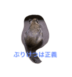 デグーの茶々ちゃん（個別スタンプ：5）