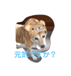 H0101（個別スタンプ：3）