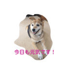 H0101（個別スタンプ：4）