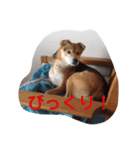 H0101（個別スタンプ：8）