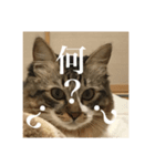 Leo（猫）の煽り？スタンプ！（個別スタンプ：1）
