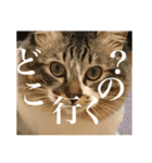 Leo（猫）の煽り？スタンプ！（個別スタンプ：2）