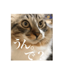 Leo（猫）の煽り？スタンプ！（個別スタンプ：3）