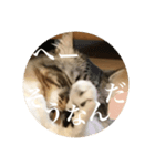Leo（猫）の煽り？スタンプ！（個別スタンプ：4）