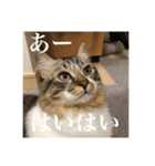 Leo（猫）の煽り？スタンプ！（個別スタンプ：5）