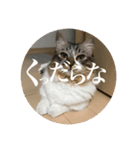 Leo（猫）の煽り？スタンプ！（個別スタンプ：6）