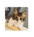 Leo（猫）の煽り？スタンプ！（個別スタンプ：7）