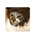 Leo（猫）の煽り？スタンプ！（個別スタンプ：8）