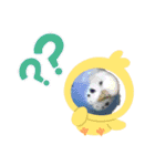 愛しのインコ ver.1（個別スタンプ：5）