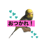 愛しのインコ ver.1（個別スタンプ：6）