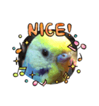 愛しのインコ ver.1（個別スタンプ：10）