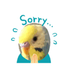 愛しのインコ ver.1（個別スタンプ：13）