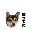 黒柴犬のルークと黒白ハチワレのハン（個別スタンプ：1）