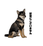 黒柴犬のルークと黒白ハチワレのハン（個別スタンプ：3）