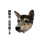 黒柴犬のルークと黒白ハチワレのハン（個別スタンプ：4）