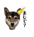 黒柴犬のルークと黒白ハチワレのハン（個別スタンプ：5）