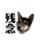 黒柴犬のルークと黒白ハチワレのハン（個別スタンプ：6）
