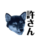 黒柴犬のルークと黒白ハチワレのハン（個別スタンプ：7）