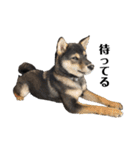 黒柴犬のルークと黒白ハチワレのハン（個別スタンプ：8）