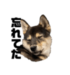 黒柴犬のルークと黒白ハチワレのハン（個別スタンプ：9）