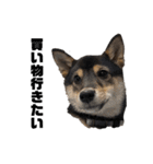 黒柴犬のルークと黒白ハチワレのハン（個別スタンプ：12）