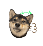 黒柴犬のルークと黒白ハチワレのハン（個別スタンプ：13）