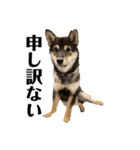 黒柴犬のルークと黒白ハチワレのハン（個別スタンプ：14）