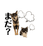 黒柴犬のルークと黒白ハチワレのハン（個別スタンプ：17）