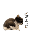 黒柴犬のルークと黒白ハチワレのハン（個別スタンプ：18）