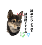 黒柴犬のルークと黒白ハチワレのハン（個別スタンプ：19）