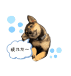 黒柴犬のルークと黒白ハチワレのハン（個別スタンプ：20）