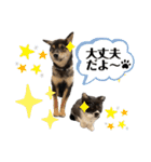 黒柴犬のルークと黒白ハチワレのハン（個別スタンプ：21）