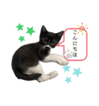 黒柴犬のルークと黒白ハチワレのハン（個別スタンプ：22）