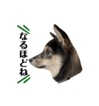 黒柴犬のルークと黒白ハチワレのハン（個別スタンプ：26）