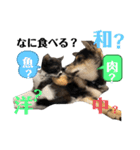 黒柴犬のルークと黒白ハチワレのハン（個別スタンプ：29）