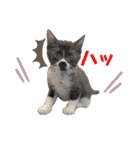 黒柴犬のルークと黒白ハチワレのハン（個別スタンプ：30）