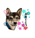 黒柴犬のルークと黒白ハチワレのハン（個別スタンプ：31）