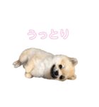 ラニアンです。（個別スタンプ：18）