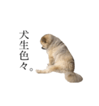 ラニアンです。（個別スタンプ：20）
