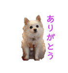 リロ＆チョココ（個別スタンプ：6）