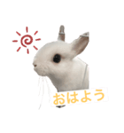 うさぎのルナ 2（個別スタンプ：1）