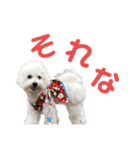 ビションフリーゼのこもも（個別スタンプ：1）