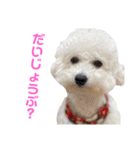 ビションフリーゼのこもも（個別スタンプ：7）