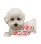 ビションフリーゼのこもも（個別スタンプ：8）